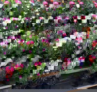 Culburra Beach Monthly Markets - Brisbane Tourism