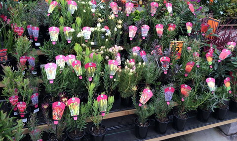 Culburra Beach Monthly Markets - Brisbane Tourism 0