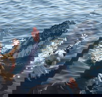 Eden Whale Festival - Tourism Brisbane