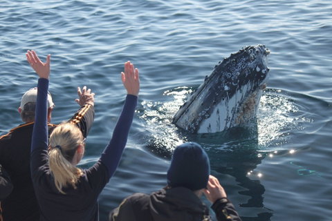 Eden Whale Festival - Tourism Brisbane 0