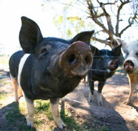 Mudgee Farm Walks - Tourism Brisbane