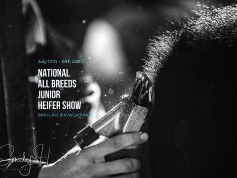 National All Breeds Junior Heifer Show - Tourism Brisbane 0