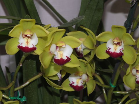 Orchids Out West - Brisbane Tourism 1