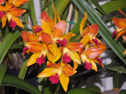 Orchids Out West - Brisbane Tourism 2