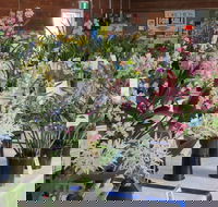 Sapphire Coast Orchid Club Spring Orchid Show - Tourism Brisbane