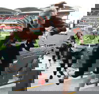 Stadium Stomp Adelaide Oval - Postponed - Brisbane Tourism