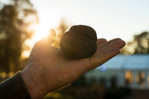 The Truffle Festival - Canberra Region - Tourism Brisbane 0