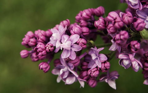 69th Annual Goulburn Lilac City Festival - Brisbane Tourism 0