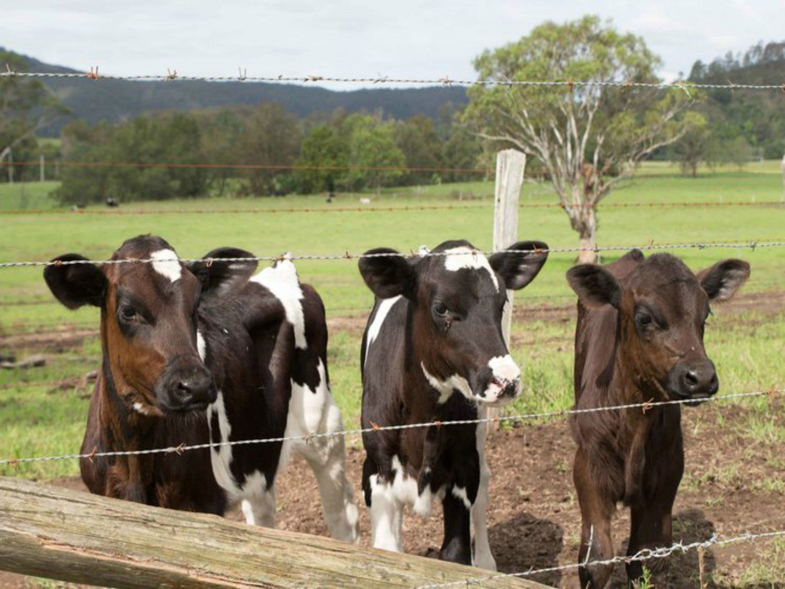 Bandon Grove NSW Tourism Brisbane