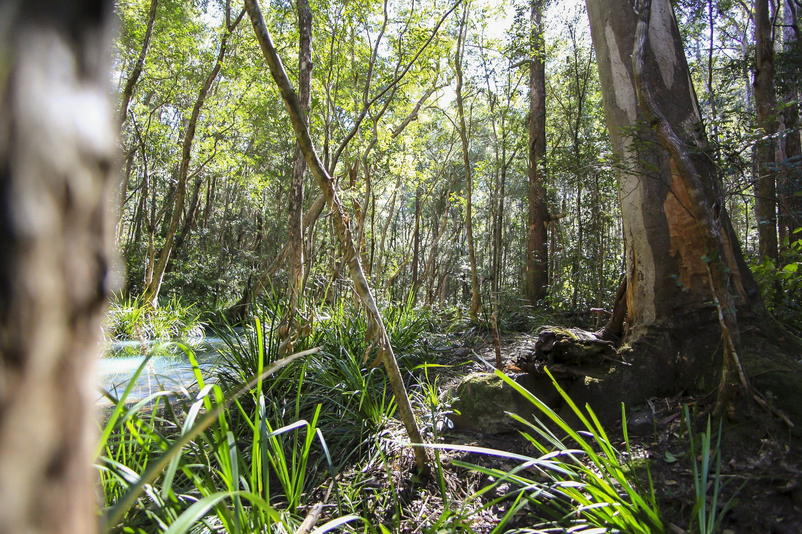 Herons Creek NSW Tourism Brisbane