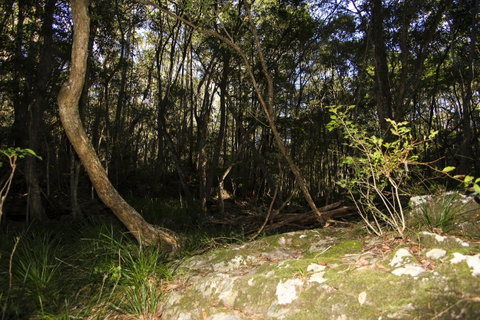 Bottlebutt Bash Trail Run - Tourism Brisbane 1