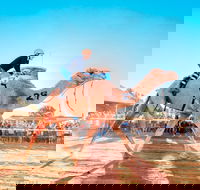 Boulia Camel Races - Tourism Brisbane