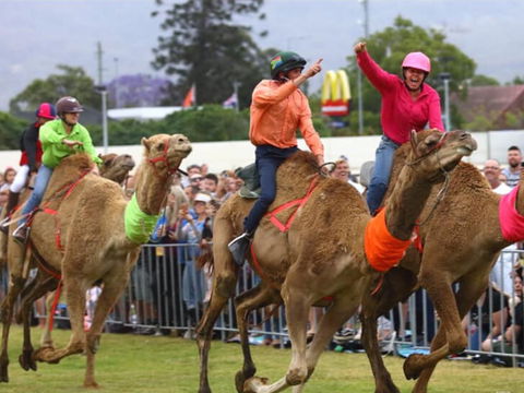 Camel Races At Penrith Paceway - Tourism Brisbane 0