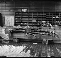 Capturing Nature Early photography at the Australian Museum 1857  1893 - Tourism Brisbane