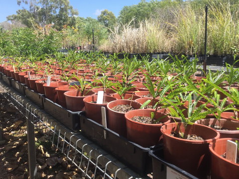 Conservation Volunteers Australia Townsville - Ocean View Nursery - Brisbane Tourism 2