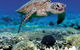 Great Adventures Green Island Ocean Swim - thumb 2