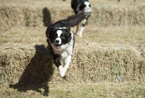Great Nundle Dog Race - Tourism Brisbane 0