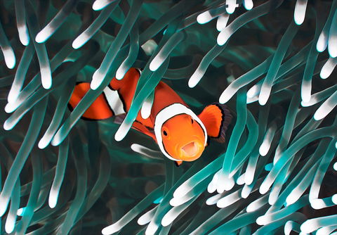 Great Barrier Reef Masters Games - Brisbane Tourism 1