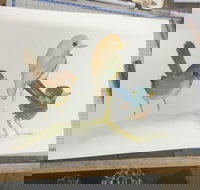 Ink  Watercolour Wash Illustration Workshop - Tourism Brisbane