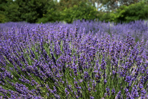 Lavender Herb And Chilli Festival - Tourism Brisbane 0