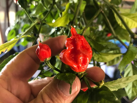 Lavender Herb And Chilli Festival - Tourism Brisbane 2