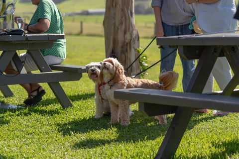 Live Music Sundays At Mountain Ridge Wines - Tourism Brisbane 1