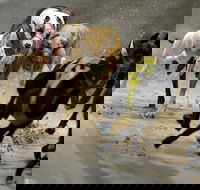 Twilight Greyhound Racing - Brisbane 4u