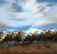 Annual Bredbo Sheep Dog Trials - Tourism Brisbane