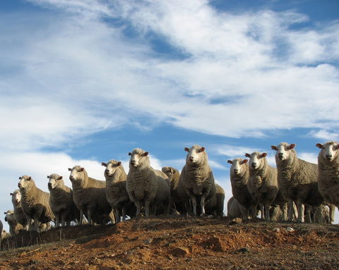 Annual Bredbo Sheep Dog Trials - Tourism Brisbane 0