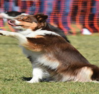 Dogs in the Park NSW Orange - Tourism Brisbane