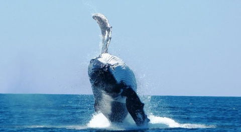 Ningaloo Lodge Exmouth - Brisbane Tourism 4