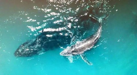 Ningaloo Lodge Exmouth - Brisbane Tourism 0
