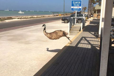 Oceanside Village - Brisbane Tourism 6