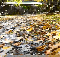 Cradle Forest Inn - Tourism Brisbane