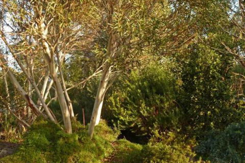 The Linden Bed & Breakfast - Brisbane Tourism 4