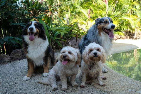 Wildlife Holiday Home - Tourism Brisbane 3