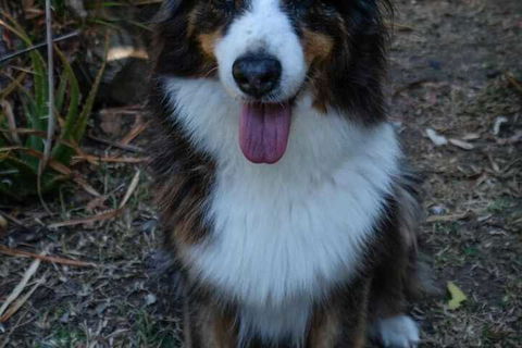 Wildlife Holiday Home - Tourism Brisbane 7