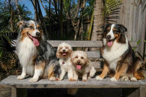 Wildlife Holiday Home - Tourism Brisbane 4