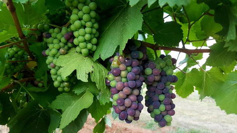 Red Door Collective RDC Estate - Tourism Brisbane 6