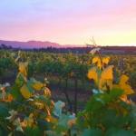 Red Door Collective RDC Estate - Tourism Brisbane 0