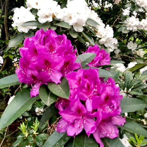Aldgate Creek Cottage Bed & Breakfast - Tourism Brisbane 5
