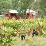 Fergies Hill Spa Cottage At Granite Ridge Wines - Brisbane Tourism 0