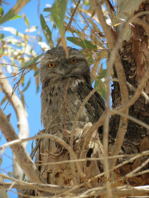 Kalbarri Tudor Holiday Park - Tourism Brisbane 3