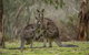 Yarrangobilly Caves House - thumb 7