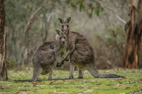 Yarrangobilly Caves House - Brisbane Tourism 7