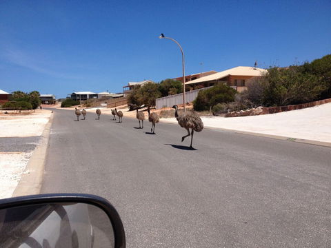 Shark Bay B & B - Brisbane Tourism 6
