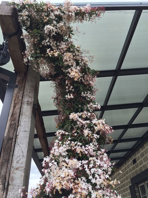 Bakehouse '38 Restaurant & Guesthouse - Tourism Brisbane 5