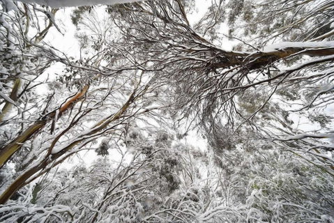 Powder 2a - Brisbane Tourism 0