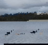 Lake Yalleena Nature Retreat - Brisbane Tourism