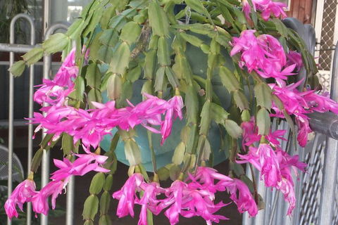 Kathys Place Bed And Breakfast - Tourism Brisbane 1